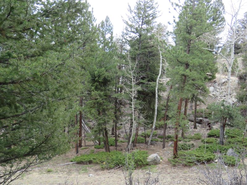 Dynamic Views in Game Trail : Buena Vista : Chaffee County : Colorado
