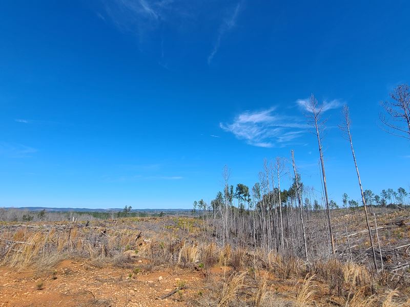 Productive Timber Tract : Rockford : Coosa County : Alabama