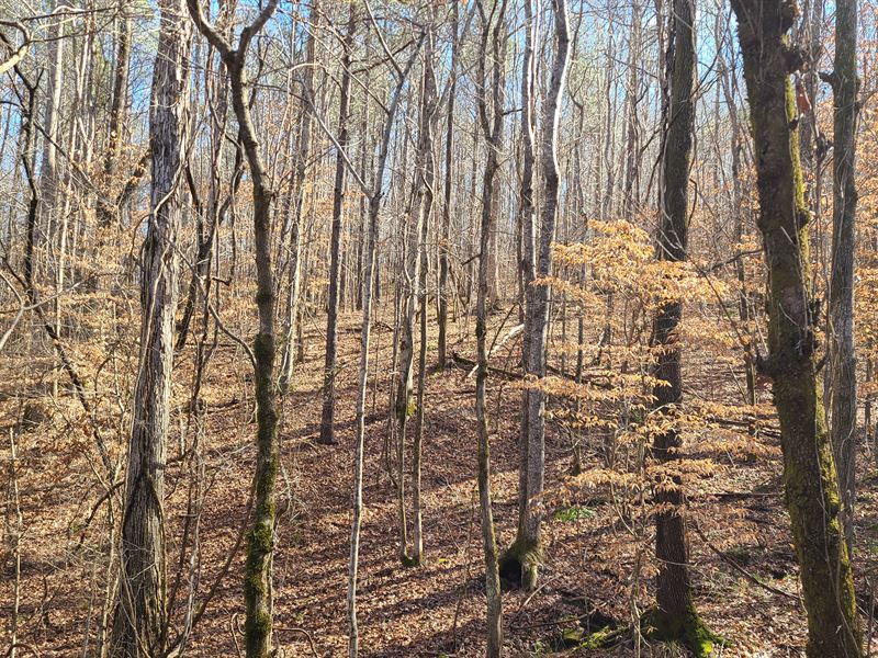 Hatchett Creek Waterfall Tract : Rockford : Coosa County : Alabama