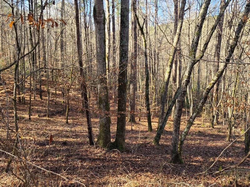 Piece of Nature : Rockford : Coosa County : Alabama