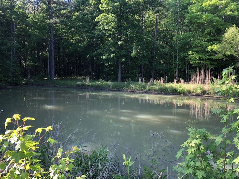 53 Acres Selby County Columbian : Columbiana : Shelby County : Alabama