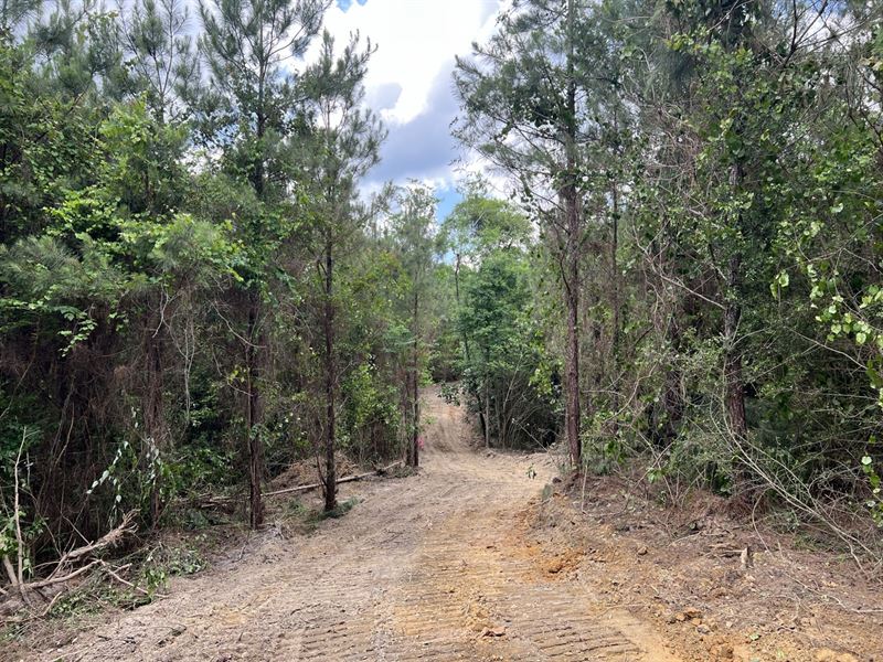 Old Three Notch Rd Tract 53 Acres : Elba : Coffee County : Alabama