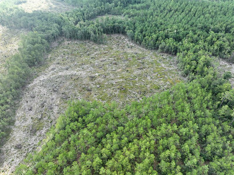 349 Acres, T-2 & 3 CR 3910 : Rockland : Tyler County : Texas