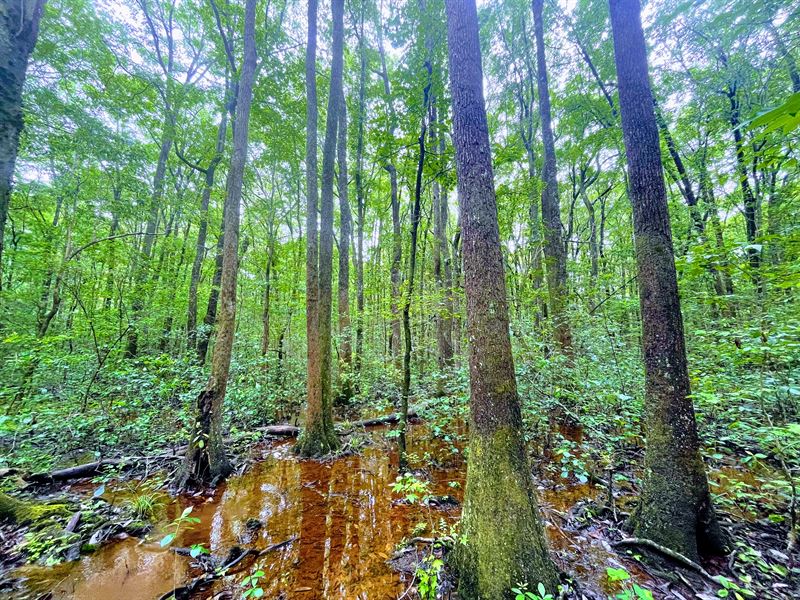 Little Vine Creek : Reynolds : Taylor County : Georgia