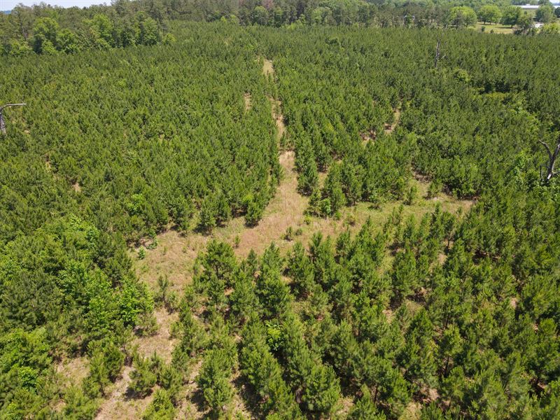 40 Acres Barbour Co : Clayton : Barbour County : Alabama