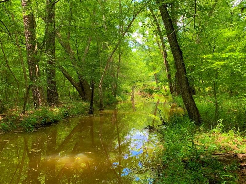 Buffalo Creek, Camp Site : Sparta : Hancock County : Georgia