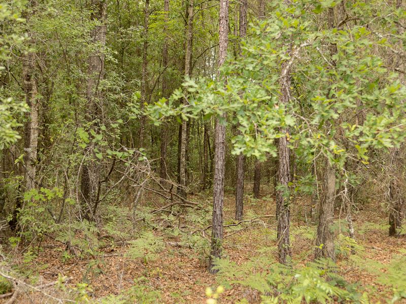 Naturally Wooded Acreage : Live Oak : Suwannee County : Florida