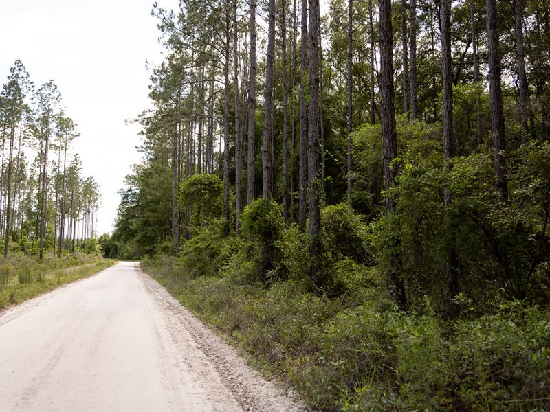 Wooded Acreage in Suwannee County : Live Oak : Suwannee County : Florida