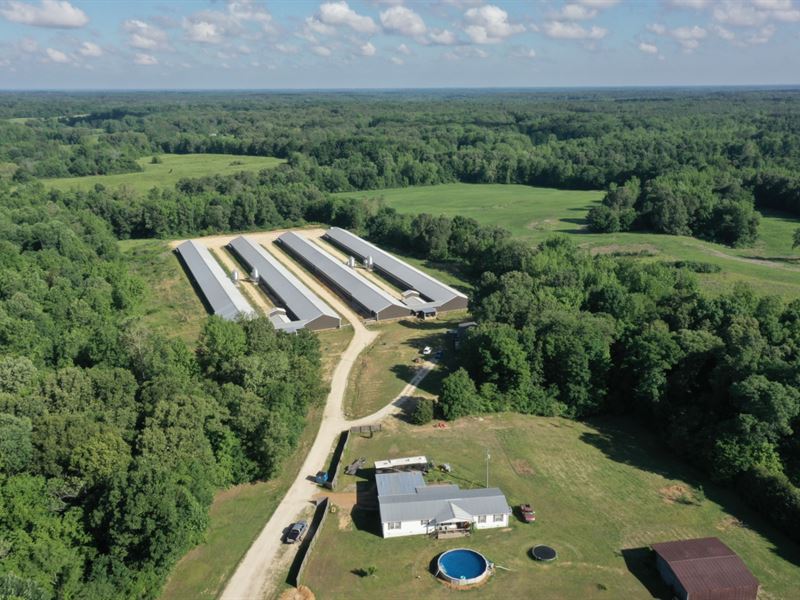 Reduced, Mercy Breeder Farm : Dresden : Weakley County : Tennessee