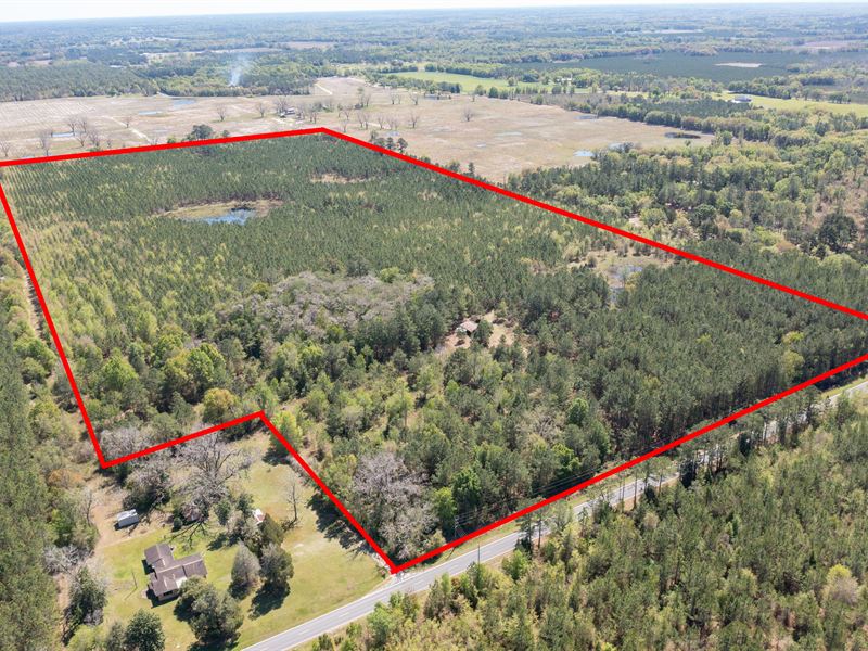 Large Acreage : Live Oak : Suwannee County : Florida