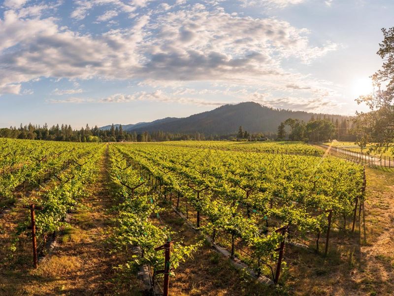 Award-Winning Organic Vineyard : Grants Pass : Josephine County : Oregon