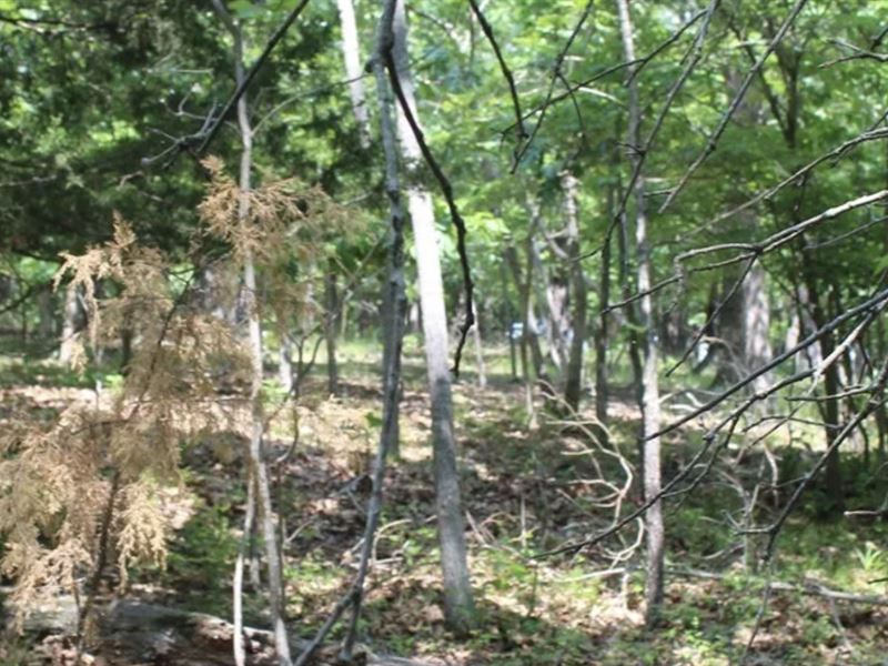 Build Cabin in The Woods Here 10 Ac : Gravois Mills : Morgan County : Missouri