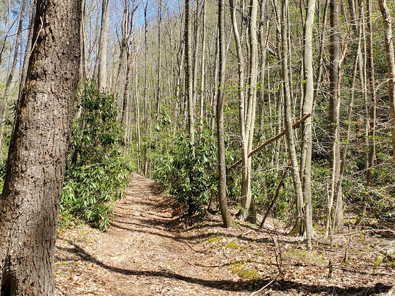 Wooded Recreational Land : Hiwassee : Pulaski County : Virginia
