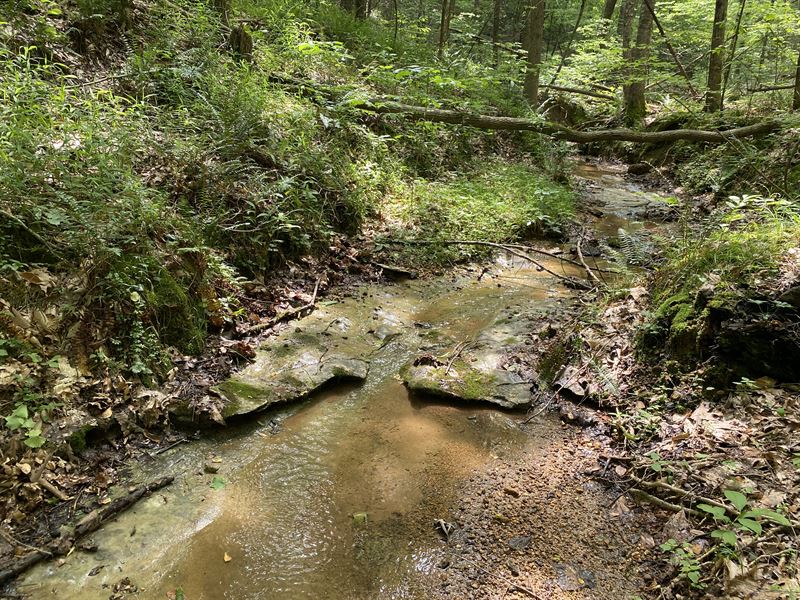 Land for Sale in Tn, 15+/- Ac, Wood : Savannah : Hardin County : Tennessee