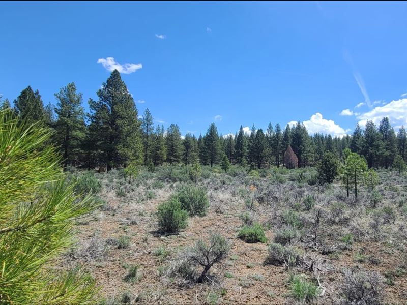 40 Acre Wooded Lot : Chiloquin : Klamath County : Oregon