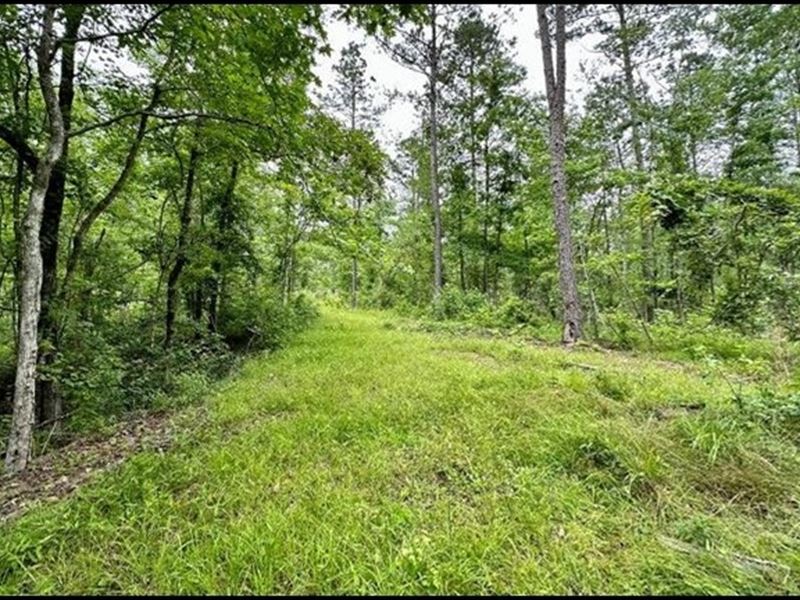 42 Acres in Jefferson County in Uni : Union Church : Jefferson County : Mississippi