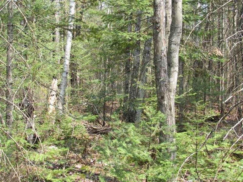 Wooded 40 Acre Parcel 50110172 : Deerton : Alger County : Michigan