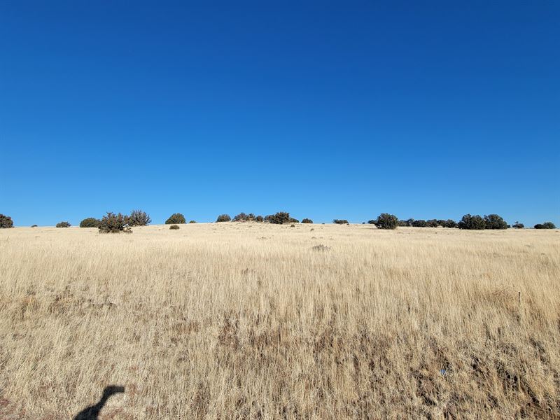 Life is Great in Sunshiny Arizona : Concho : Apache County : Arizona