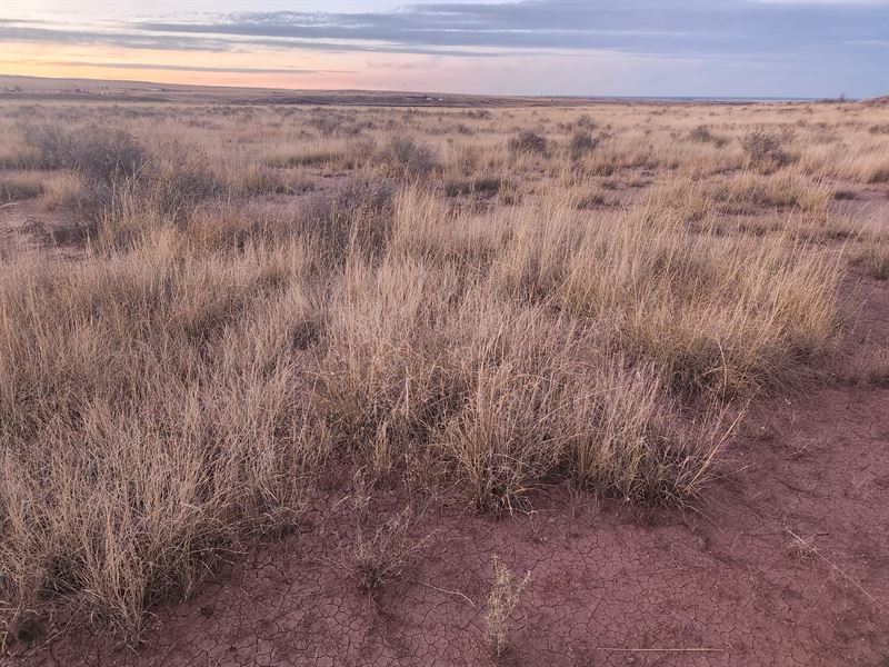 Happiness Awaits This Season : Saint Johns : Apache County : Arizona