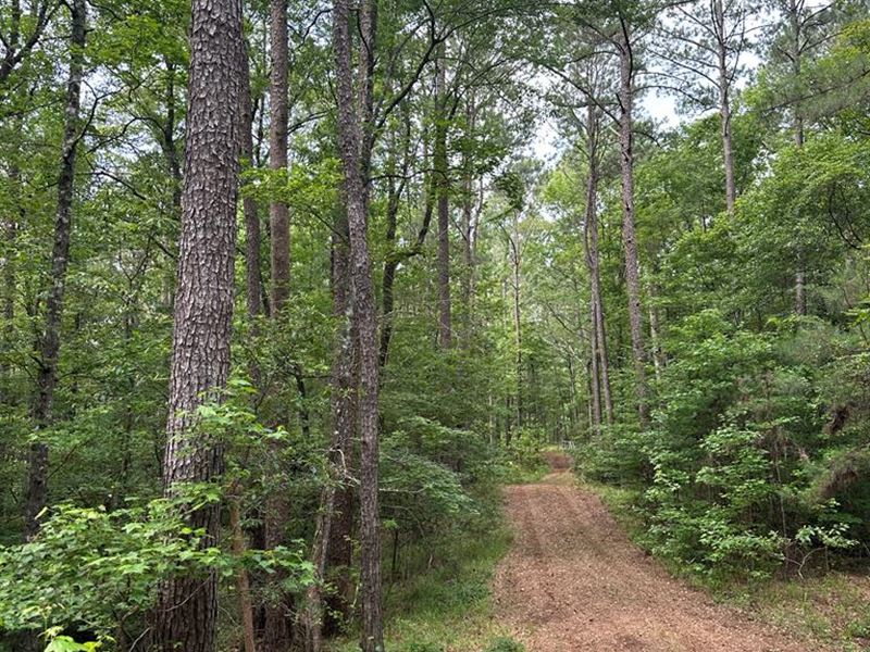 3.63 Ac Forest Rd 170, Crosby, MS : Crosby : Wilkinson County : Mississippi
