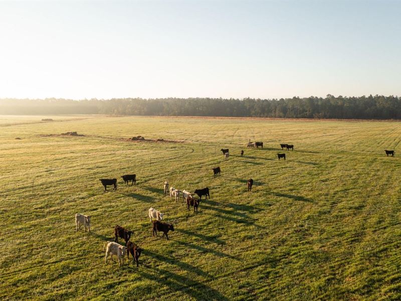 Gardner Road Farm : Elberta : Baldwin County : Alabama