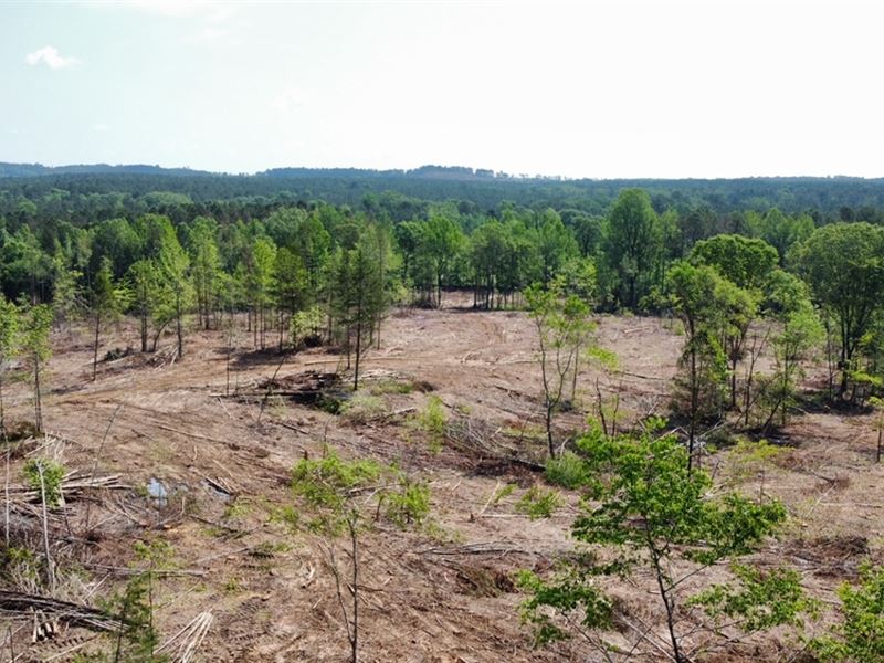 92.7 Acres in Webster County, MS : Mantee : Webster County : Mississippi
