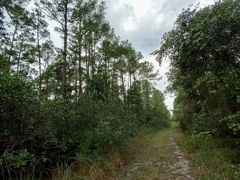 Quiet Secluded Lot Near St. Johns : Satsuma : Putnam County : Florida