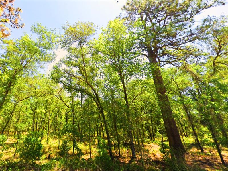 Profit From Inflation, 0.35 Acre : Dunnellon : Marion County : Florida