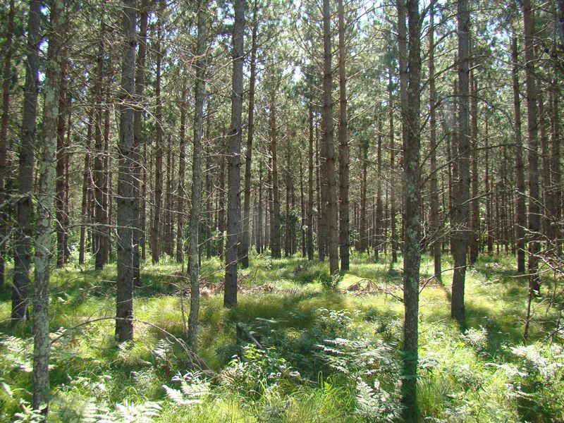 9.4 Acres Near Rhinelander & Lakes : Rhinelander : Oneida County : Wisconsin