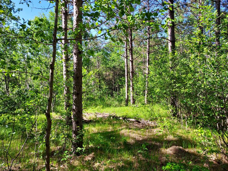 5 Acres Next to Public Hunting Land : Rhinelander : Oneida County : Wisconsin