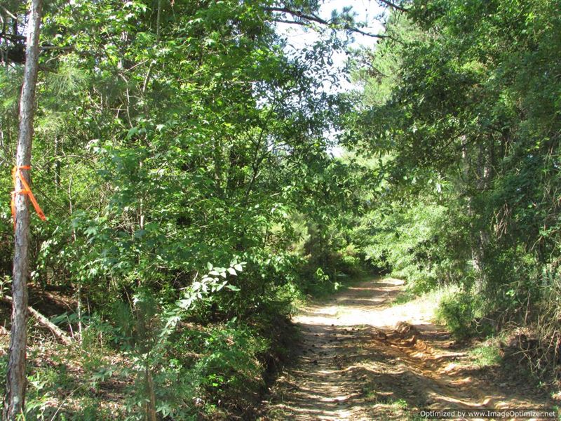 21+/- Acres in Carthage, MS : Carthage : Leake County : Mississippi