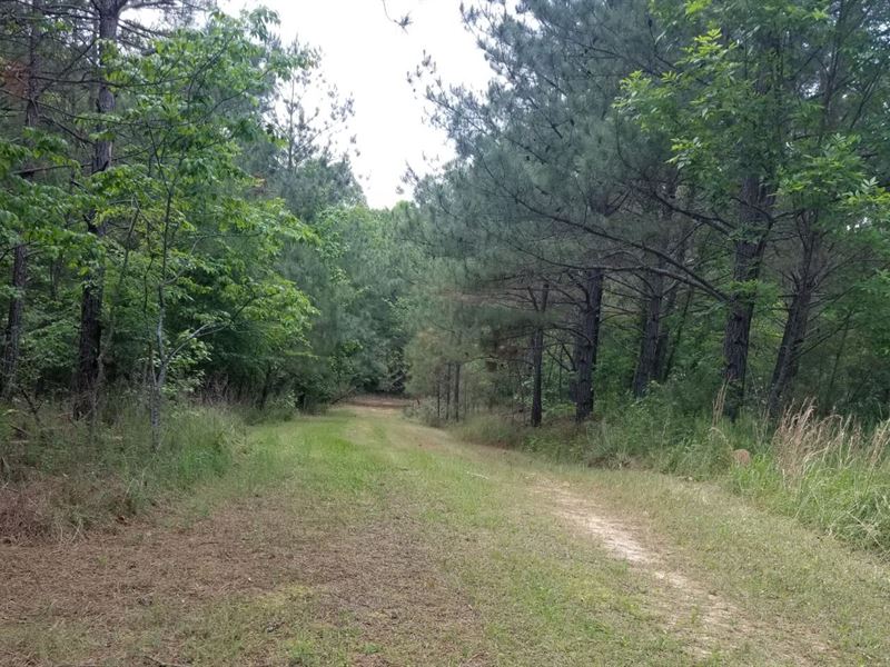 50 Ac Unrestricted Land for Sale : Pocahontas : Hardeman County : Tennessee