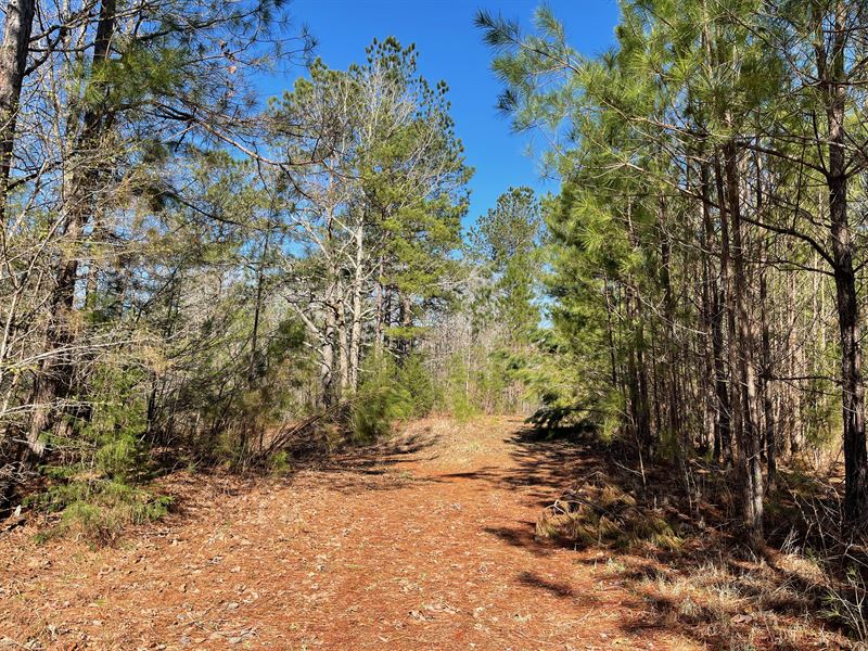 90 Acres Land, Creek for Sale : Pocahontas : Hardeman County : Tennessee