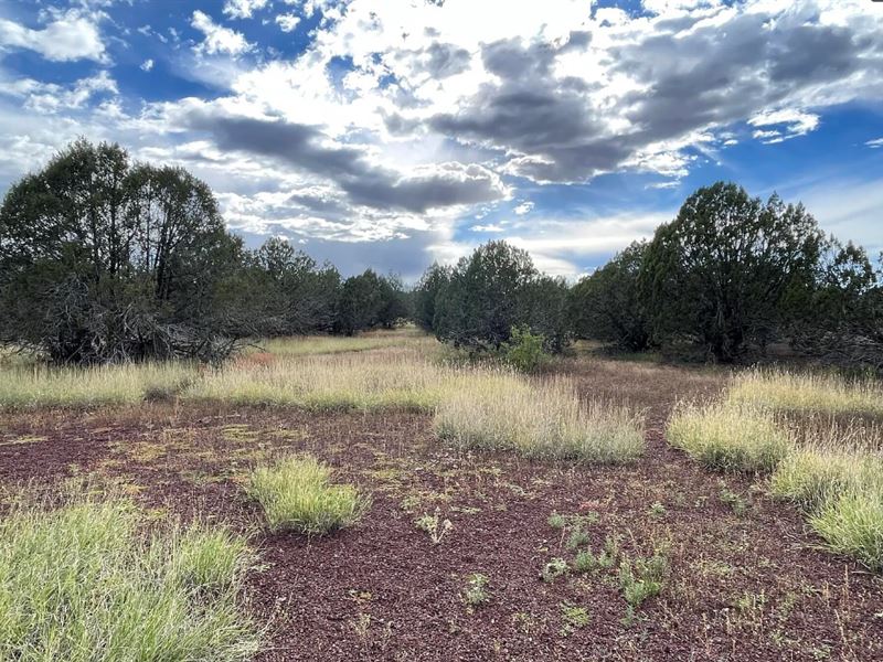 Property for a Steal, $375/Month : Williams : Coconino County : Arizona