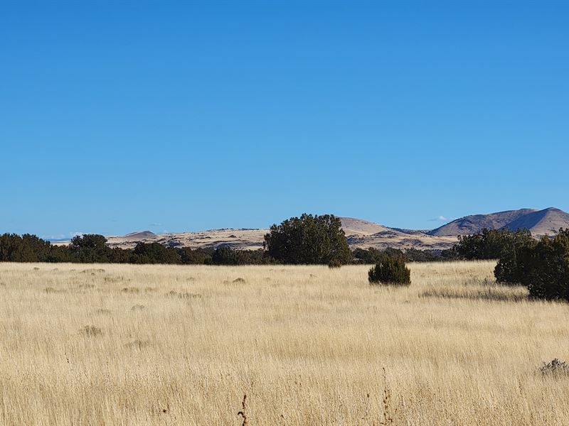 Fall in Love with This 1.04 Acres : Concho : Apache County : Arizona