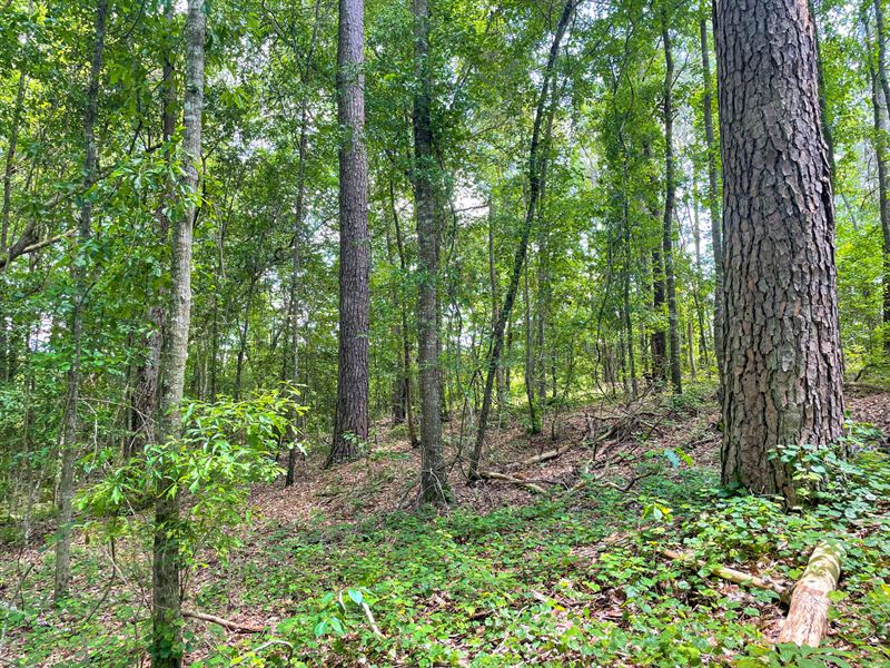30 Acres Barbour Co : Clayton : Barbour County : Alabama