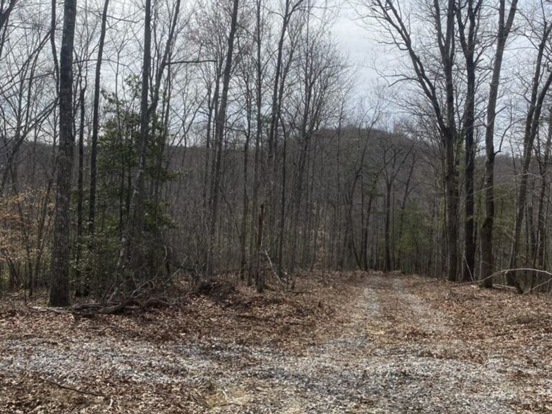 Off Grid Land with Creek : Williamsburg : Whitley County : Kentucky