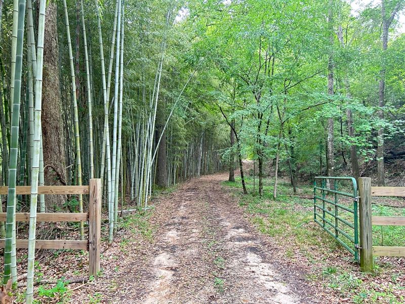 195 Acres with A Cabin in Attala Co : Sallis : Attala County : Mississippi