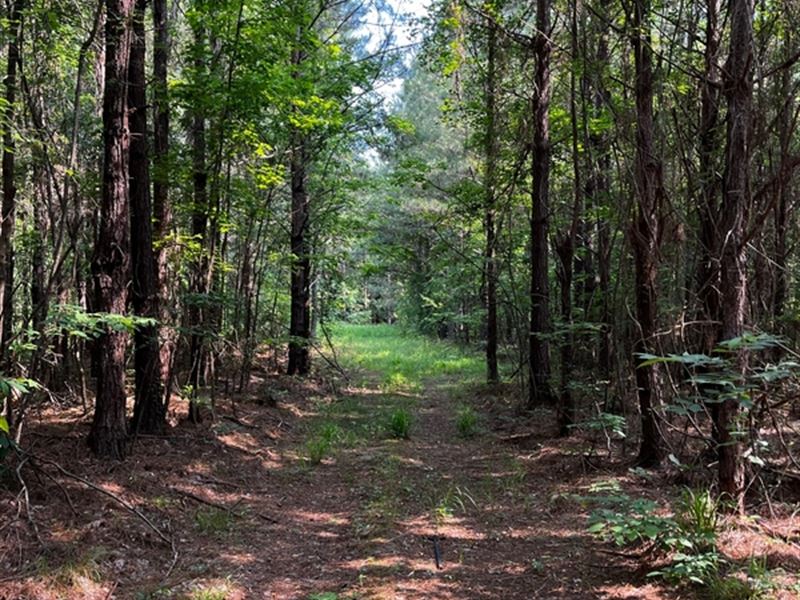149.71 Acres in Newton County, MS : Hickory : Newton County : Mississippi