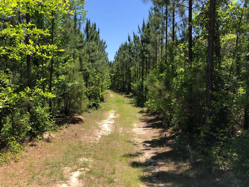 Falk Forest Properties : Dublin : Laurens County : Georgia