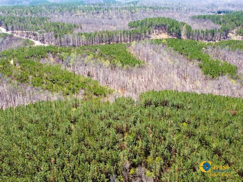 Horse Pond Tract 10 : Hohenwald : Perry County : Tennessee