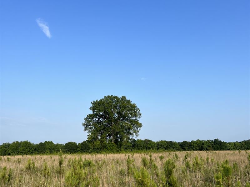 184 Acre Cattle Farm Newbern,Al : Newbern : Perry County : Alabama