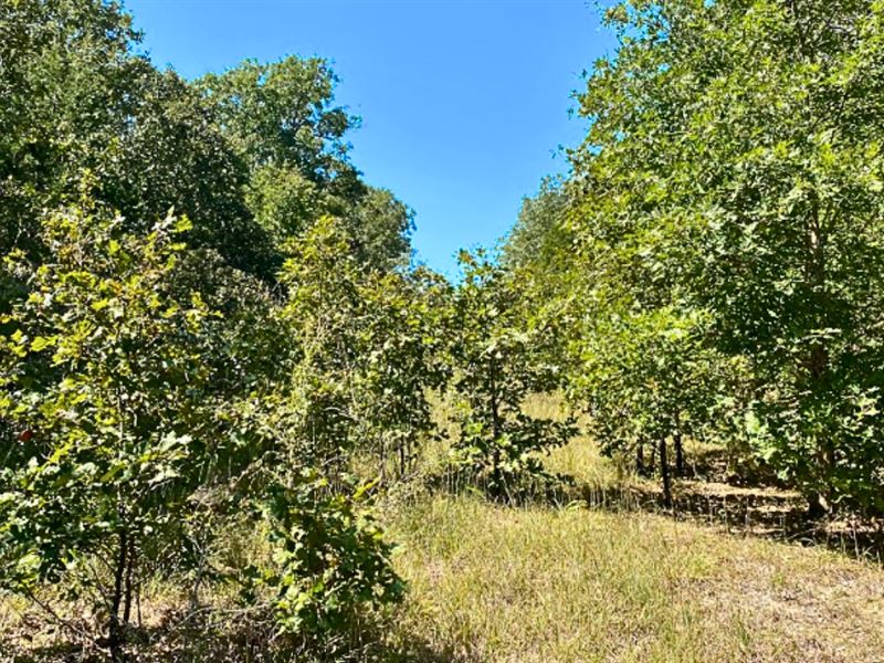 Near Crown Lake, Serene Location : Horseshoe Bend : Izard County : Arkansas