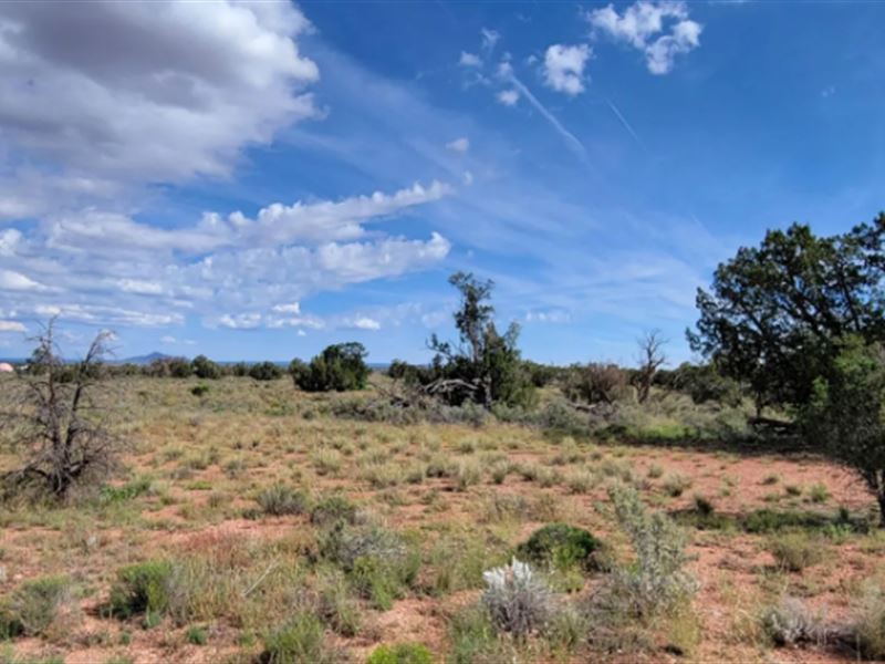 Build, Camp, or Invest $125/Mo : Williams : Coconino County : Arizona