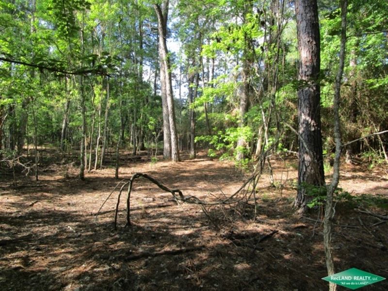 18 Ac, Timberland with Home Site : Jasper : Jasper County : Texas