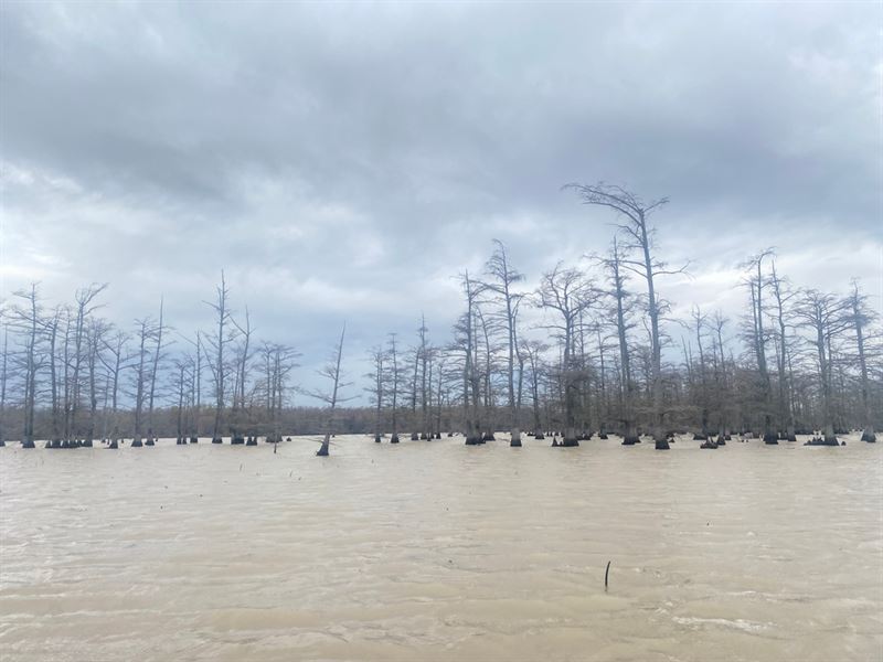 One Equity Share At Bobo Brake Hunt : Alligator : Bolivar County : Mississippi
