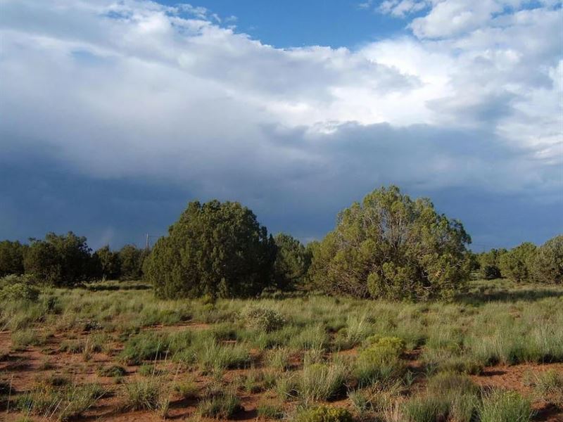 The Ultimate Land Grab, $175/Mo : Snowflake : Navajo County : Arizona