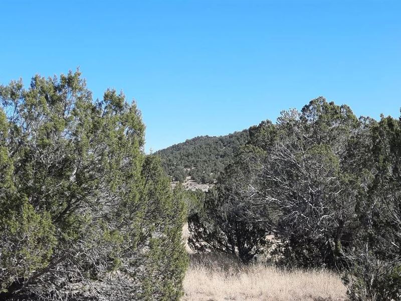 Dirt Road to Dream Home, $175/Mo : Seligman : Yavapai County : Arizona