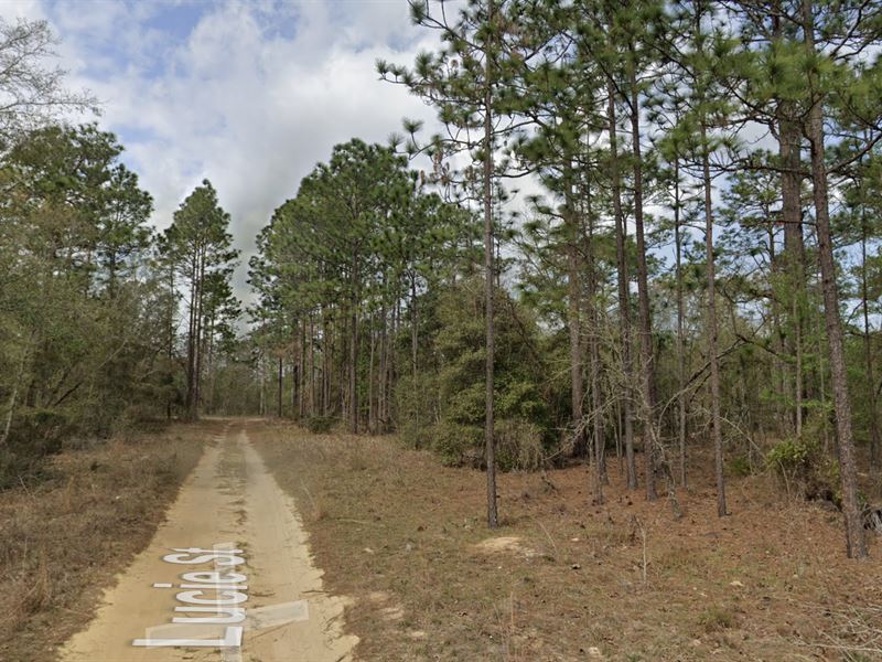 Lake Life in Interlachen, Florida : Interlachen : Putnam County : Florida
