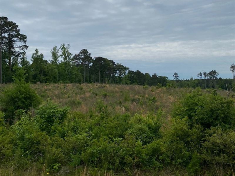 Powell Plantation Tract 2 : Deberry : Panola County : Texas